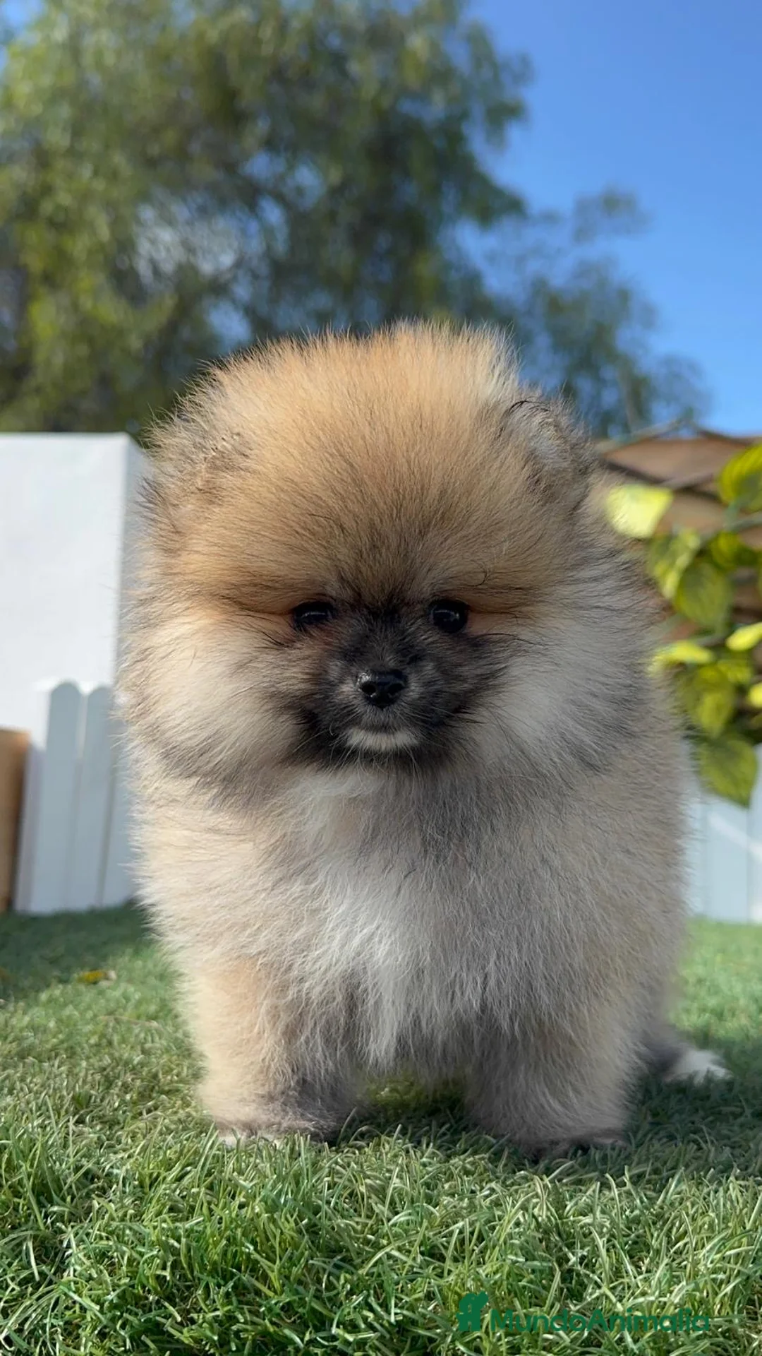 Pomerania perros en venta: POMERANIA HEMBRA - Anuncio 14