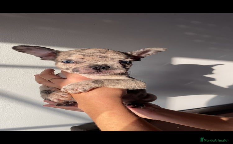 Bulldog Francés perros - Anuncio 2