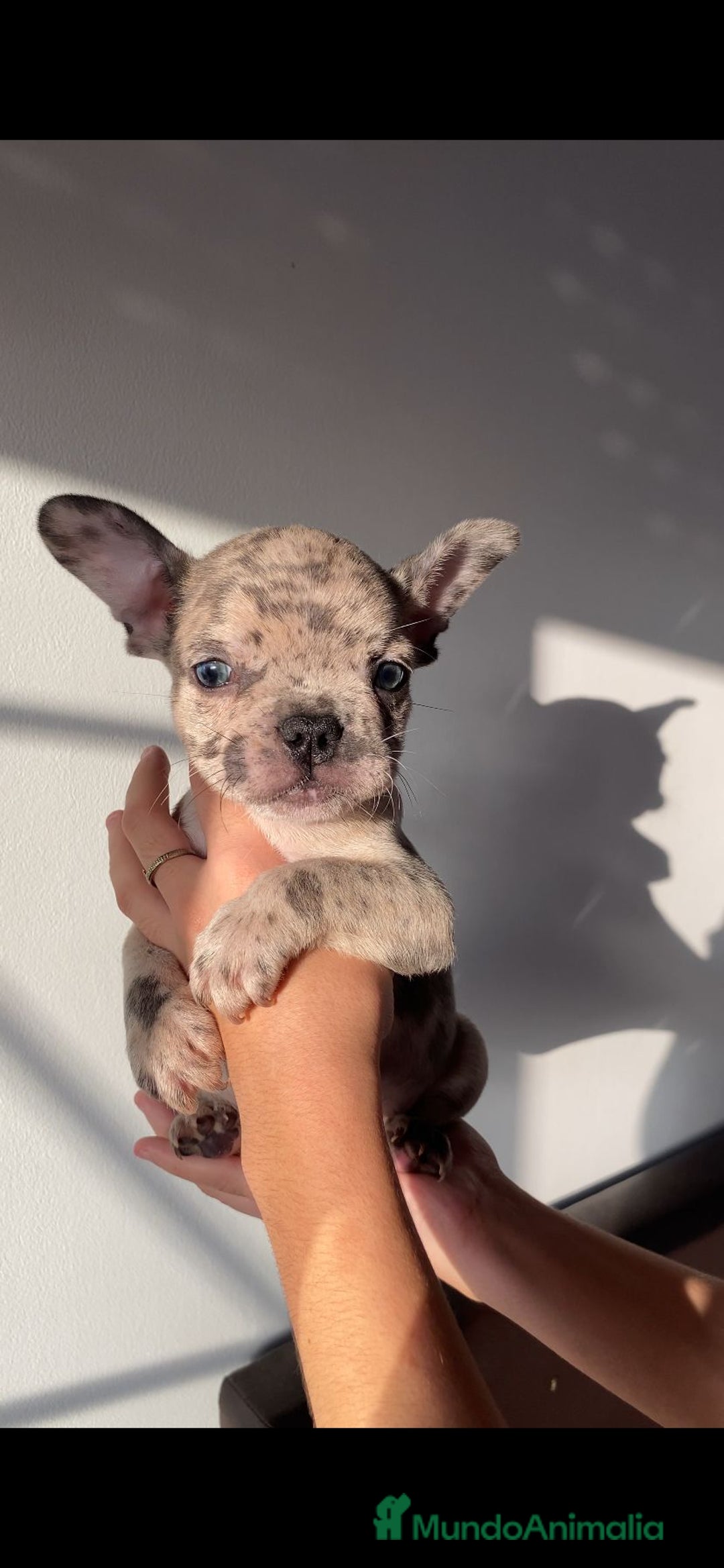 Bulldog Francés perros en venta: BULLDOG FRANCÉS MERLE ♂️♀️ - Imagen 1