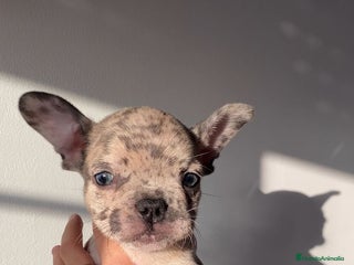 Bulldog Francés perros - Anuncio 2