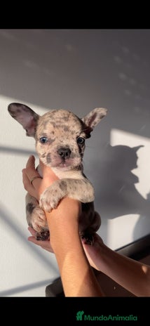 Bulldog Francés perros - Anuncio 1