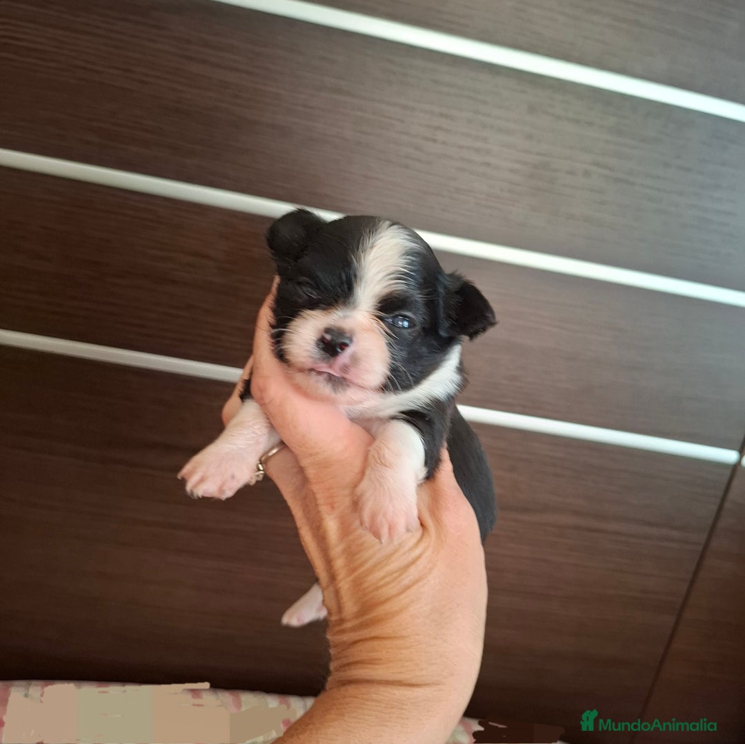 Chihuahua perros en venta: Magníficos chihuahuas de pelo largo - Imagen 4
