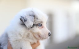 Border Collie perros en venta: Cachorros Border Collie  - Imagen 13