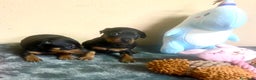 Pinscher Miniatura perros en venta: Pincher Miniatura - Anuncio 4