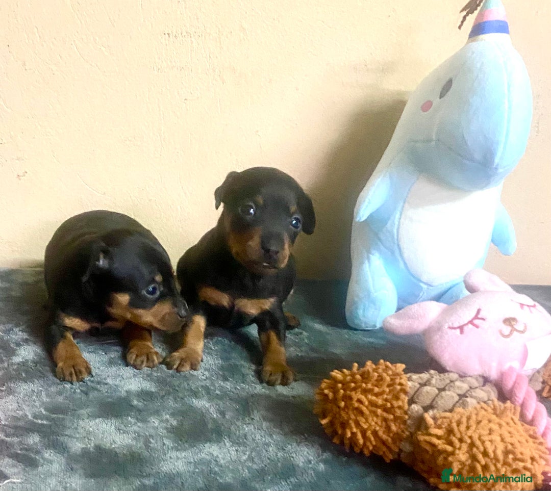 Pinscher Miniatura perros en venta: Pincher Miniatura - Anuncio 4