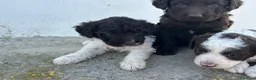 Perro de Agua Español perros en venta: Perros de agua Máxima calidad Espectaculares - Anuncio 16
