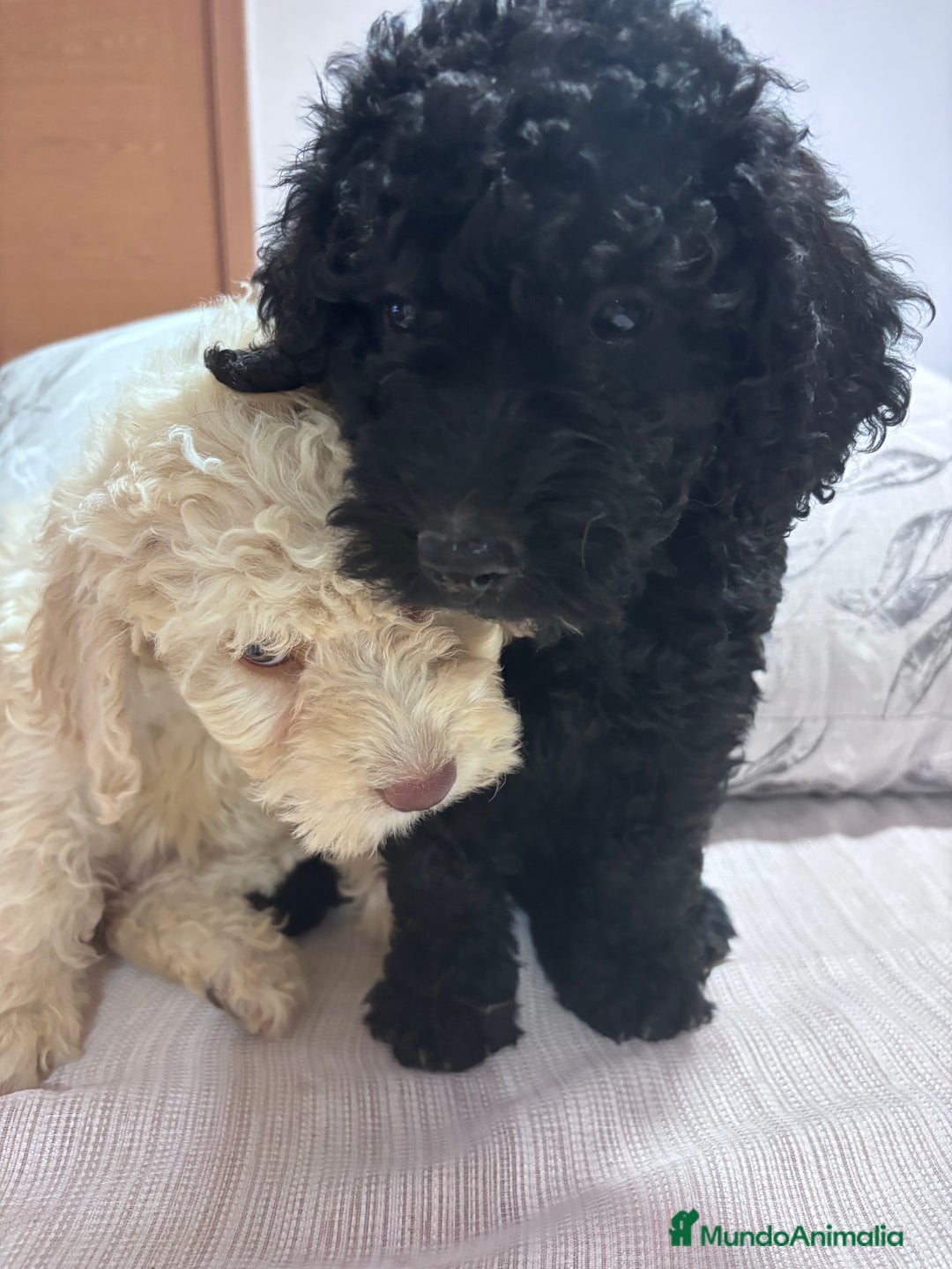 Perro de Agua Español perros en venta: Excelente camada de perro de Agua Español  - Imagen 2