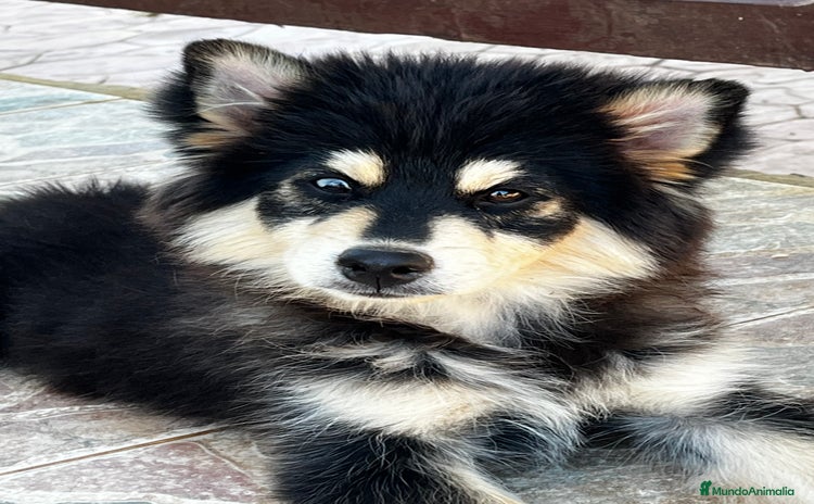 Pomsky perros - Anuncio 1