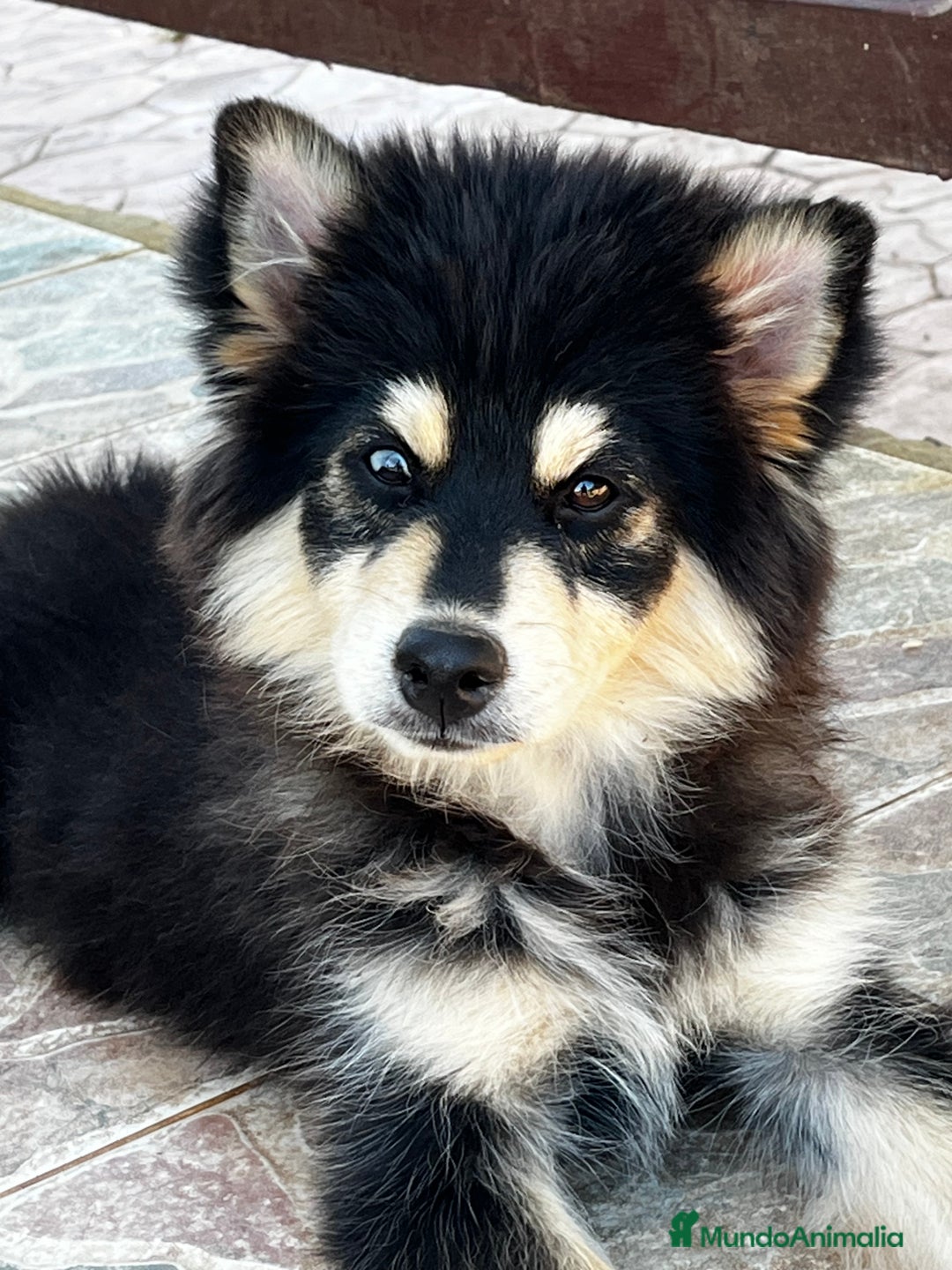 Pomsky perros en venta: Pomsky minuatura - Imagen 1