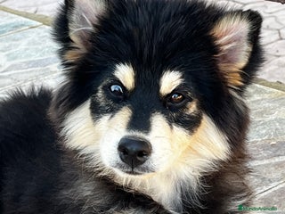 Pomsky perros - Anuncio 2