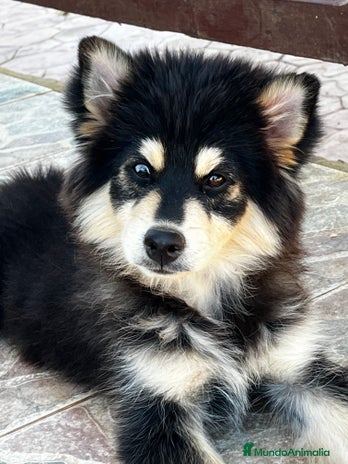 Pomsky perros - Anuncio 1