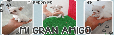Chihuahua Cachorro 1