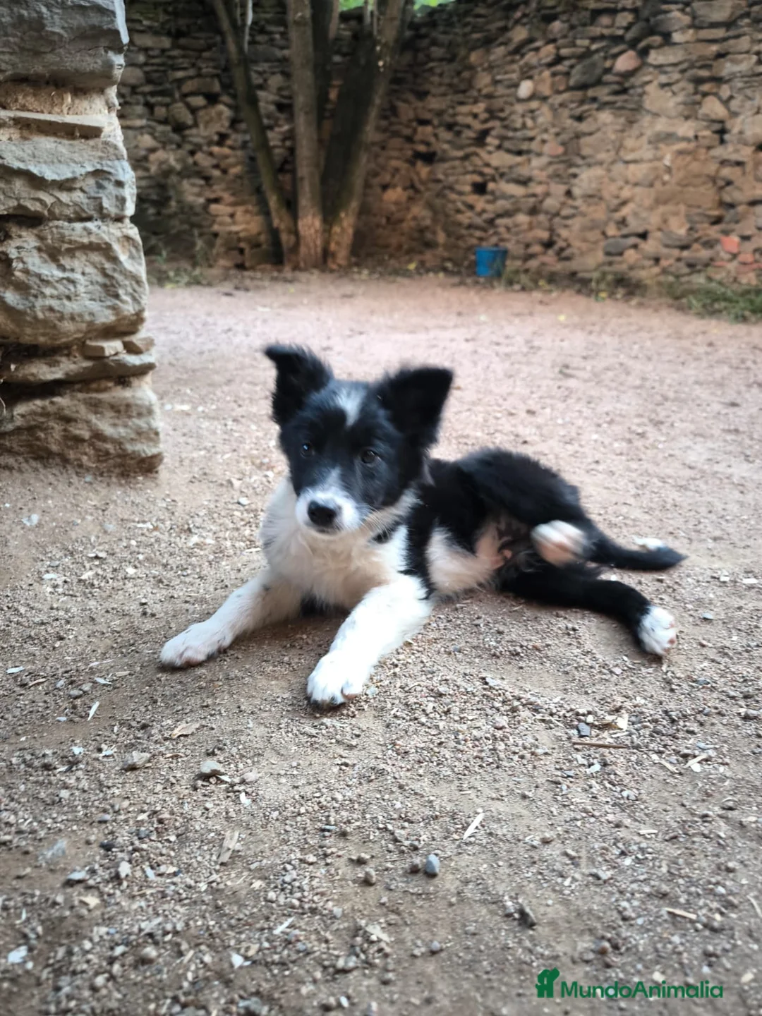 Border Collie perros en venta: Cachorro border collie 300€ - Anuncio 2