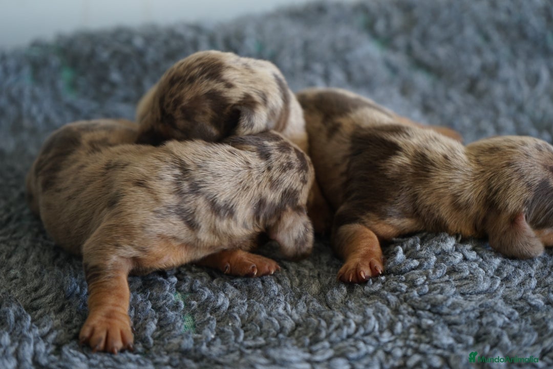 Teckel Miniatura perros en venta: 🐾 Kodat, Byron y Curry – Teckel miniatura 🐾 - Imagen 8