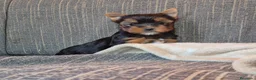 Yorkshire Terrier perros en venta: Cachorro de yorkshire terrier  - Anuncio 6