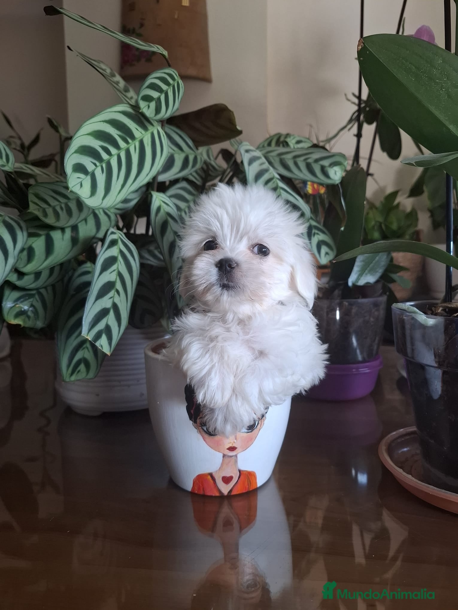 Bichón Maltés perros BICHÓN MALTES MACHO EXCLUSIVO  - Anuncio 34