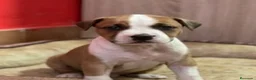 American Staffordshire-Terrier perros en venta: American stanford - Anuncio 2