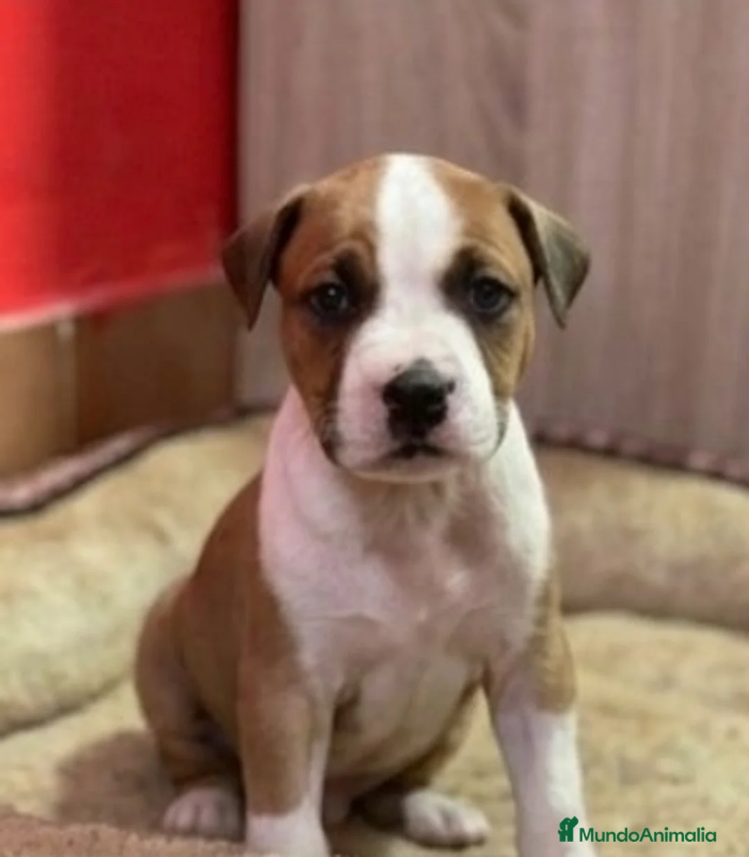 American Staffordshire-Terrier perros en venta: American stanford - Anuncio 2