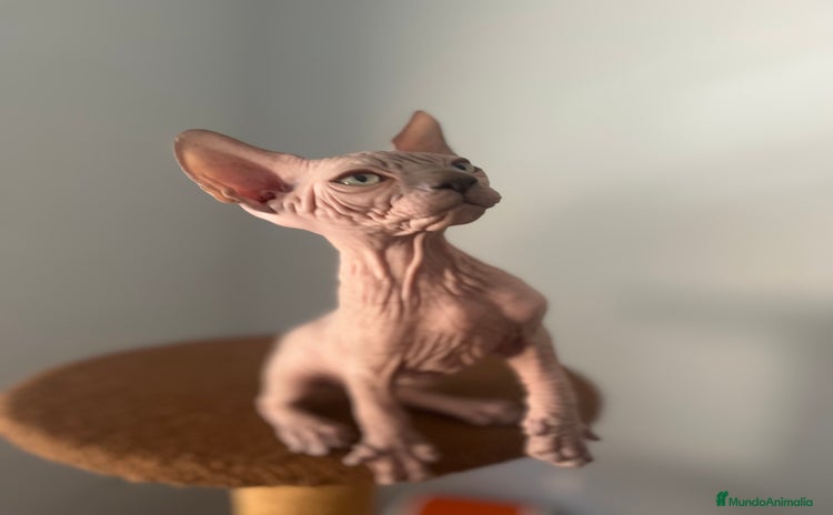 Sphynx gatos - Anuncio 4