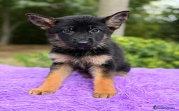 Pastor Alemán perros en venta: Pastor alemán hembra  - Imagen 3