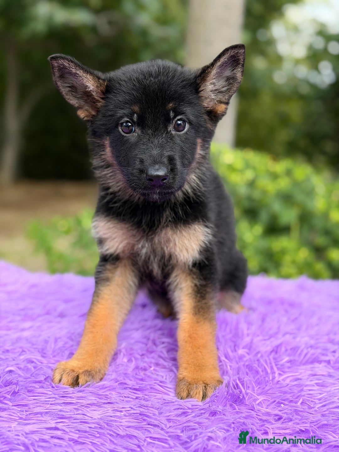 Pastor Alemán perros en venta: Pastor alemán hembra  - Imagen 3