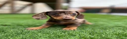 Teckel perros en venta: Teckel Arlequin  - Anuncio 2
