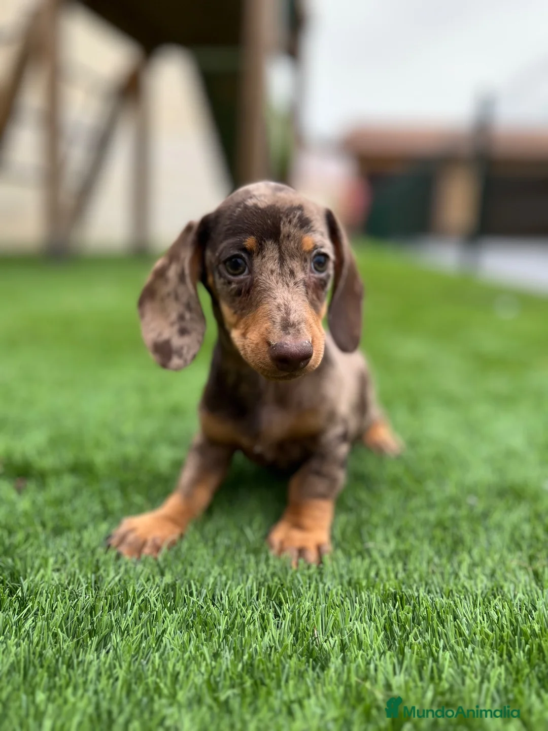 Teckel perros en venta: Teckel Arlequin  - Anuncio 2