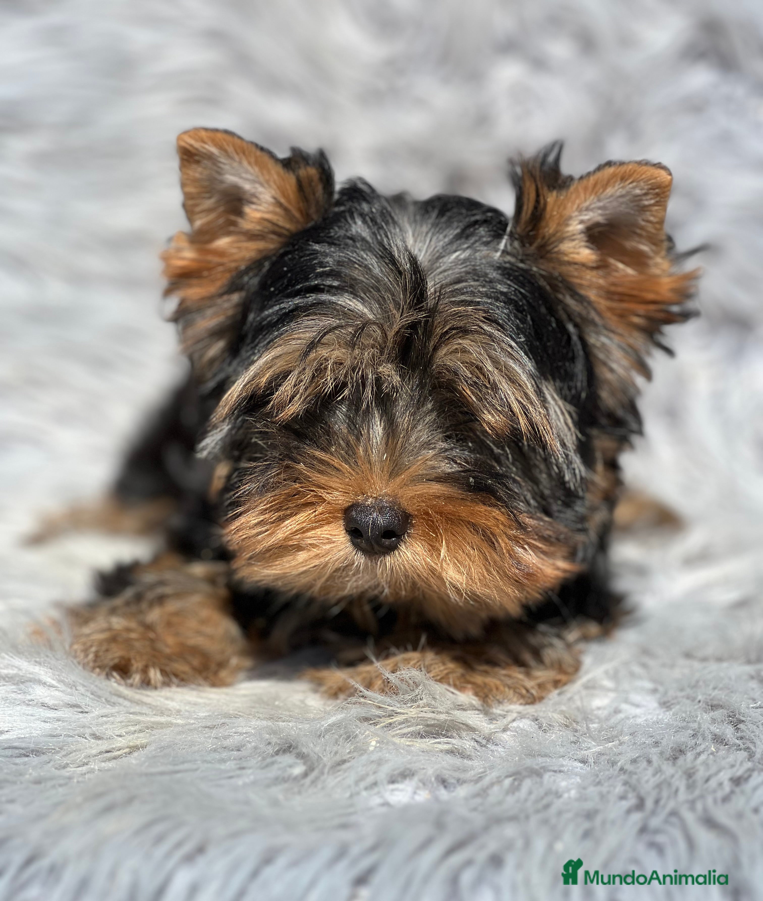 Yorkshire Terrier perros Yorki mini  - Anuncio 17