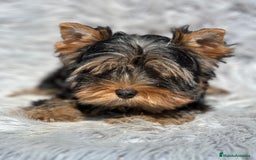 Yorkshire Terrier perros en venta: Yorki mini  - Imagen 1