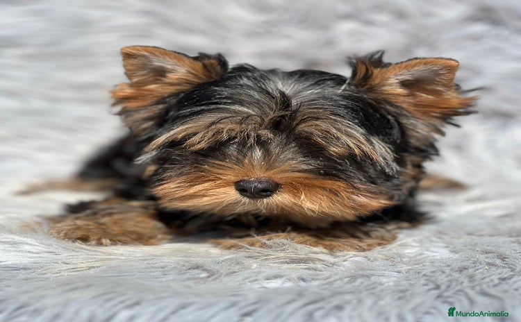 Yorkshire Terrier perros - Anuncio 1