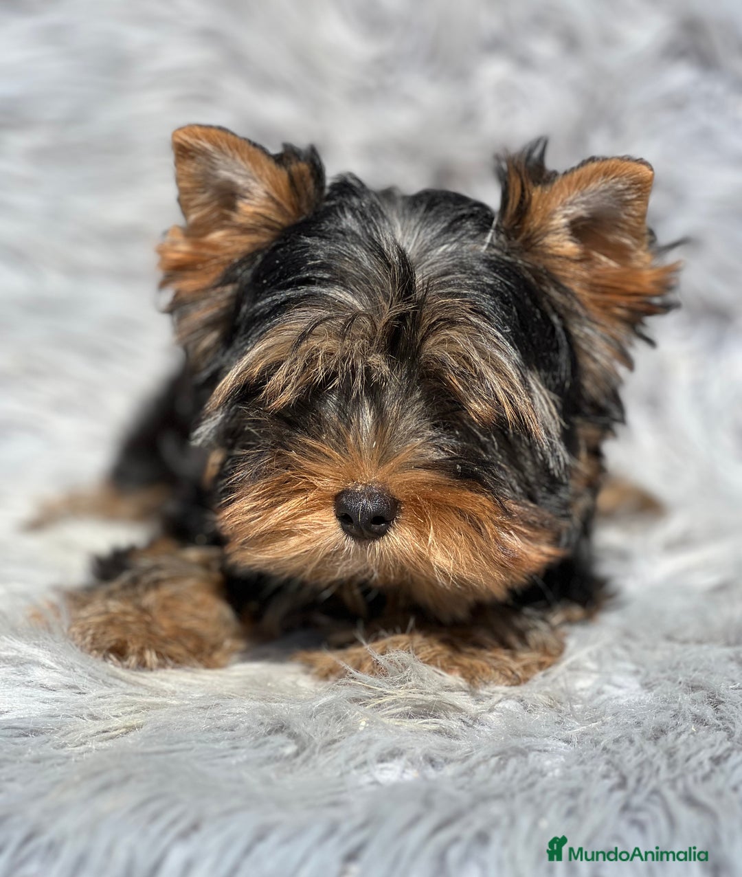 Yorkshire Terrier perros en venta: Yorki mini  - Imagen 1