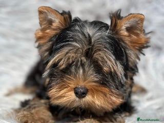 Yorkshire Terrier perros - Anuncio 30