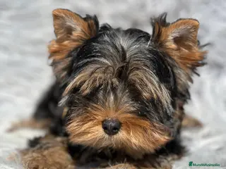 Yorkshire Terrier perros Yorki mini - Anuncio 38