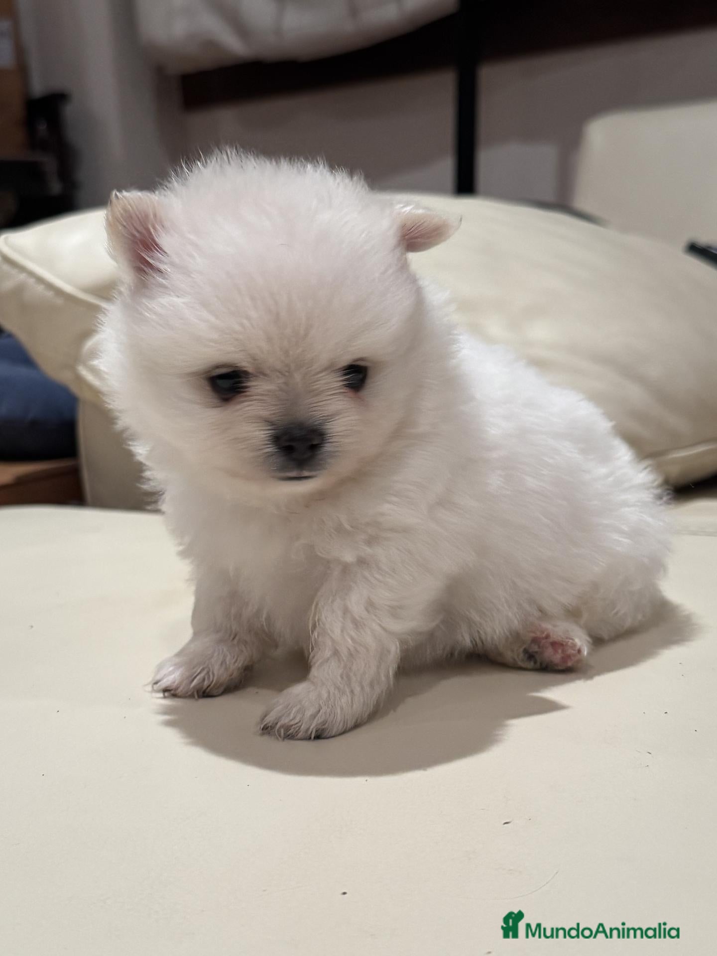 Pomerania perros POMERANIA TOY - Anuncio 1