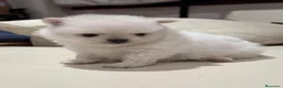 Pomerania perros en venta: POMERANIA TOY - Anuncio 1