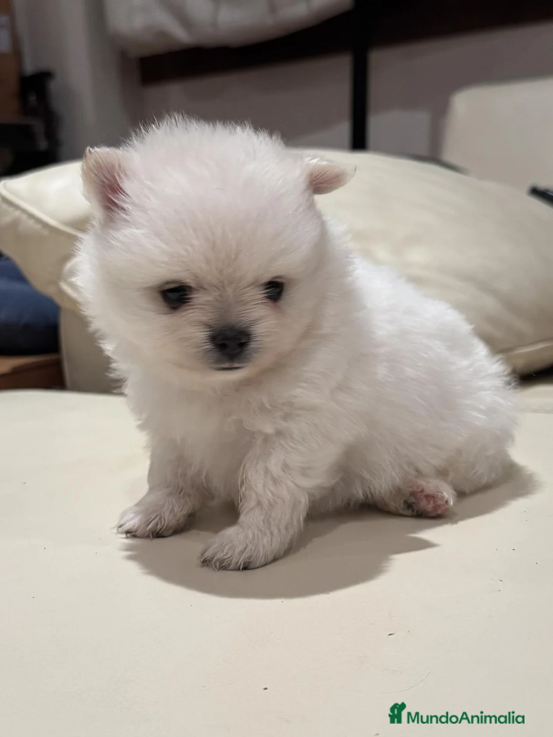 Pomerania perros en venta: POMERANIA TOY - Anuncio 1
