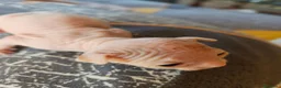 Sphynx gatos en venta: Magnificos Sphyx blancas - Anuncio 8