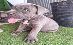 Cane Corso perros en venta: Cane corso  - Imagen 1
