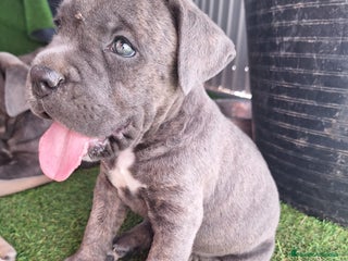 Cane Corso perros - Anuncio 1