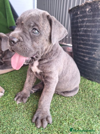 Cane Corso perros - Anuncio 1