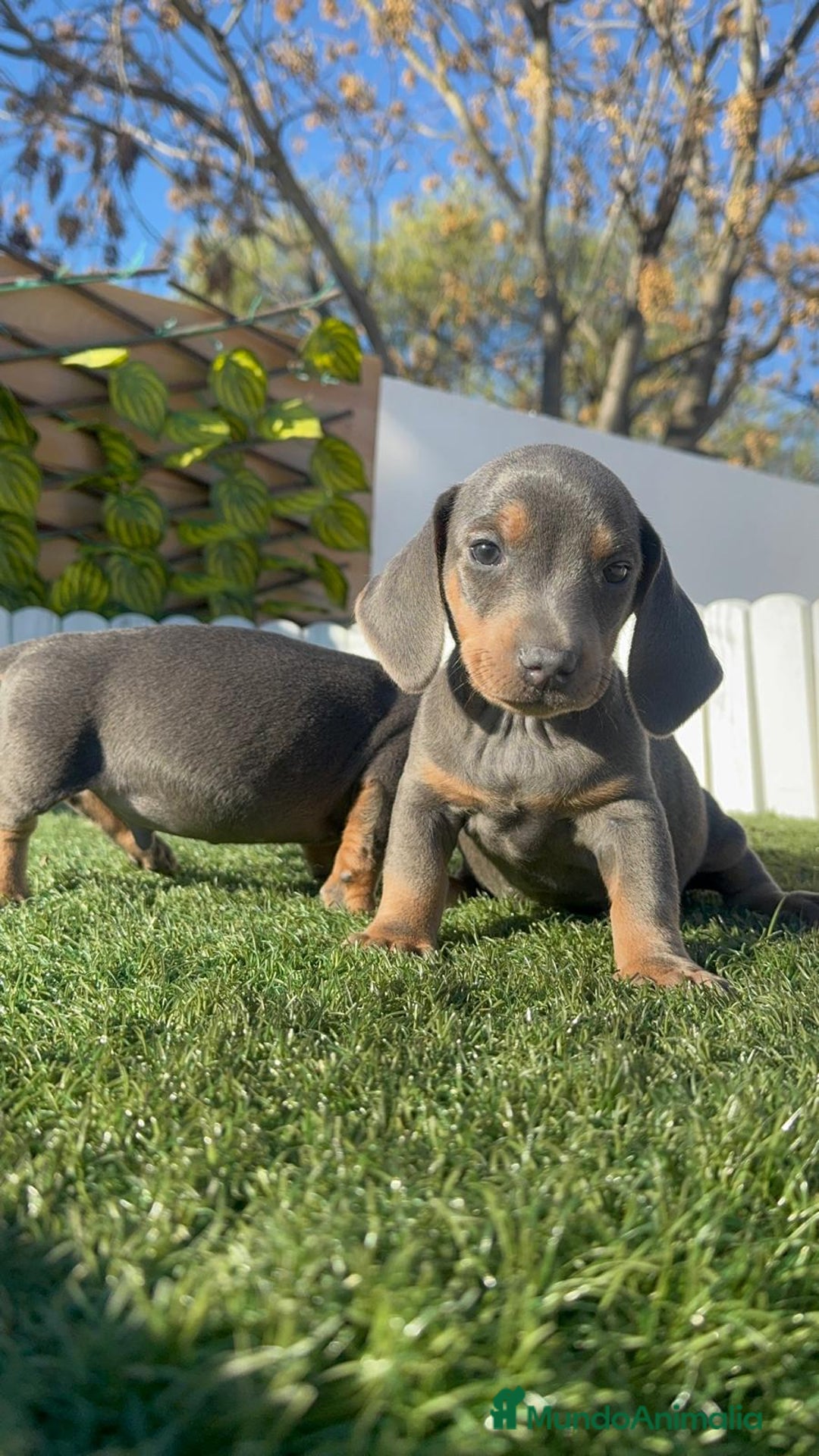 Teckel Miniatura perros en venta: TECKEL MINIATURA - Anuncio 19