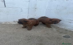 Chow Chow perros en venta: Hembra y macho  - Imagen 4