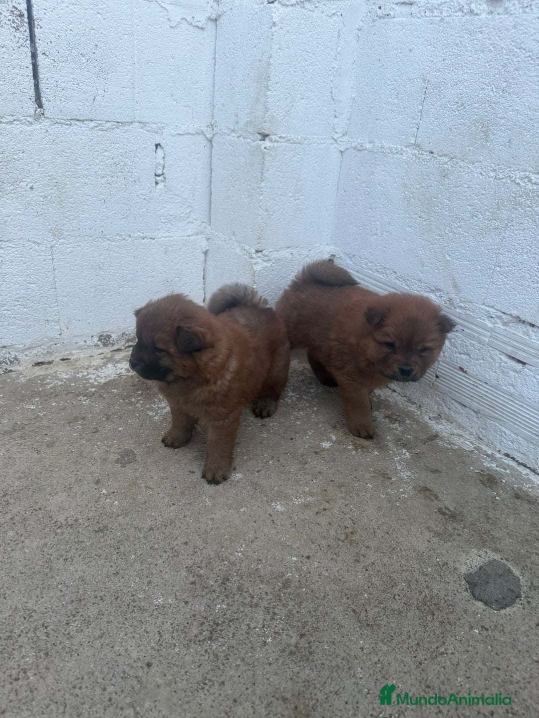 Chow Chow perros en venta: Hembra y macho  - Imagen 4