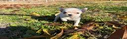 Chihuahua perros en venta: Chihuahua micro toy macho  - Anuncio 4