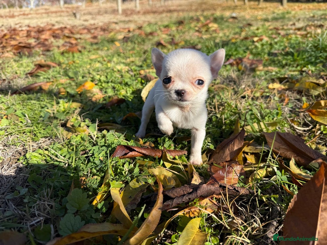 Chihuahua perros en venta: Chihuahua micro toy macho  - Anuncio 4