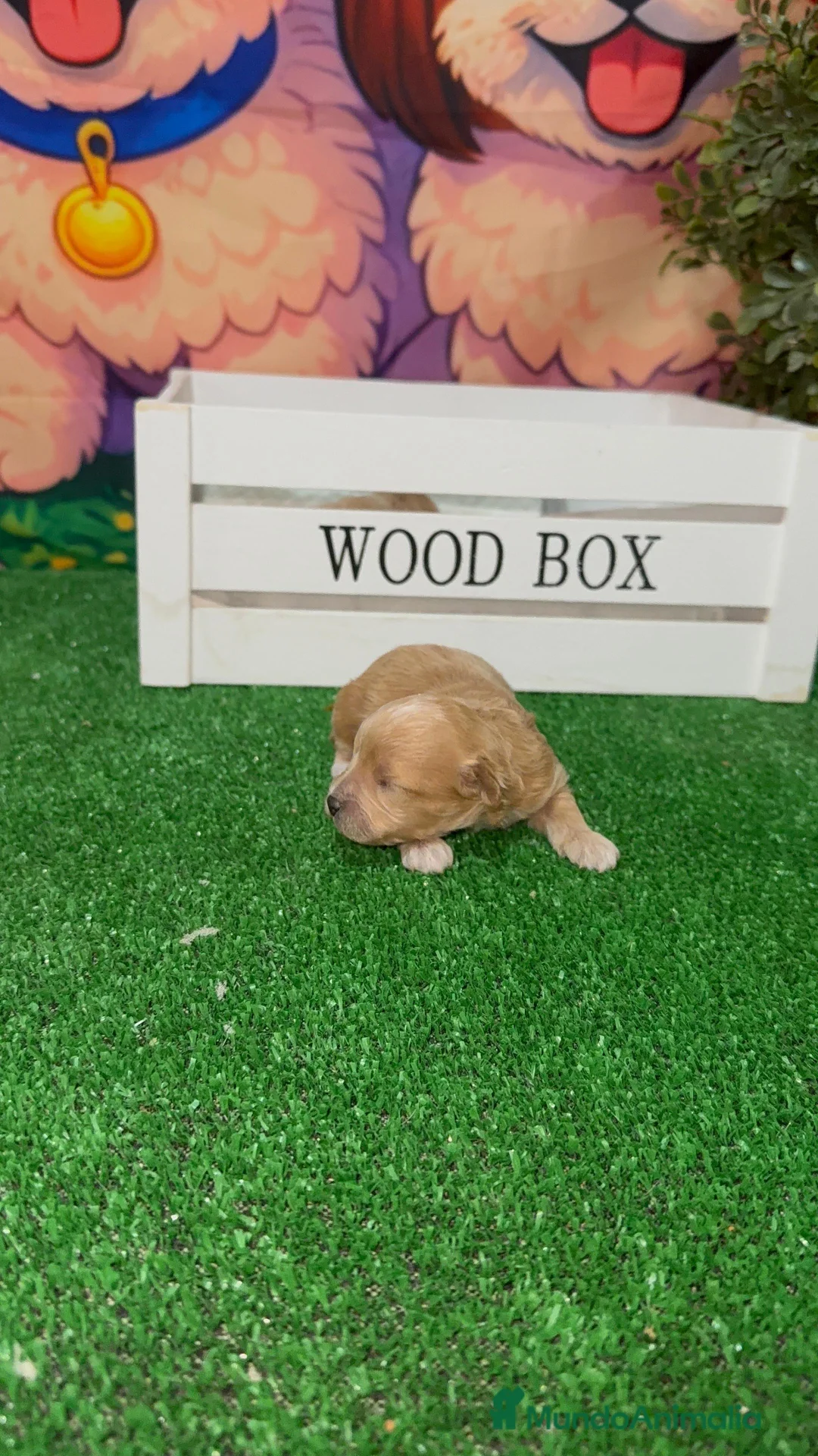 Maltipoo perros en venta: Maltipoo Toy Machos Rojo muy pequeños  - Anuncio 2