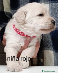 Labradoodle Cachorro 3