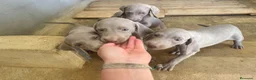 Weimaraner perros en venta: CACHORROS DE BRACO DE WEIMAR - Anuncio 5