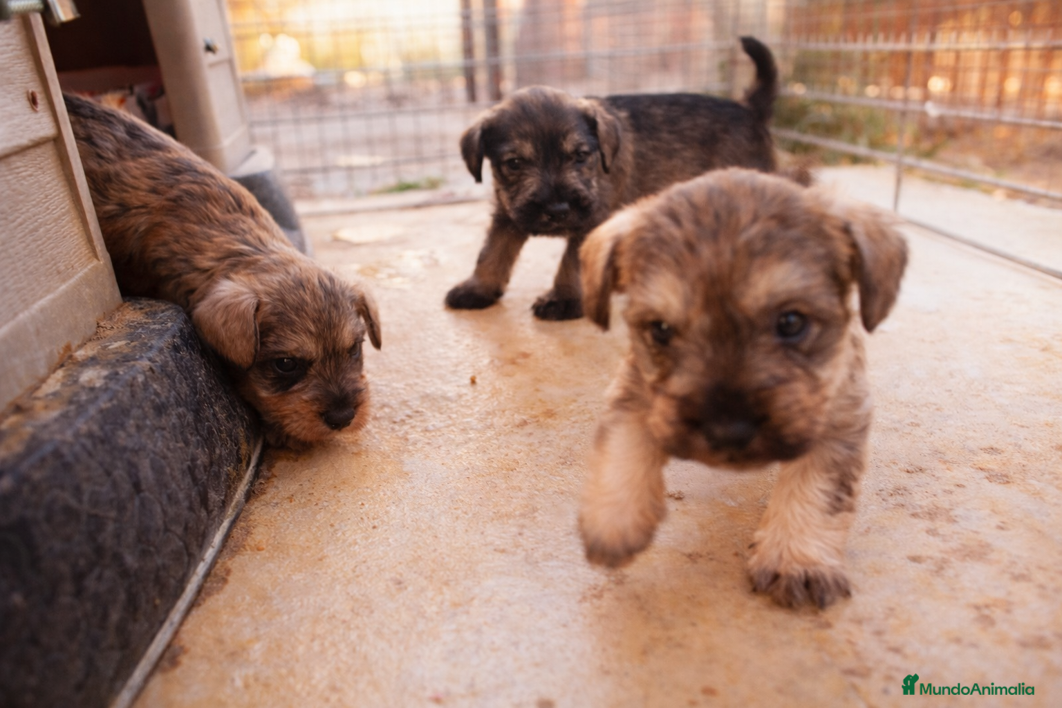 Schnauzer Miniatura perros Schnauzer cachorros  - Anuncio 1