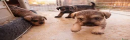 Schnauzer Miniatura perros en venta: Schnauzer cachorros  - Anuncio 1